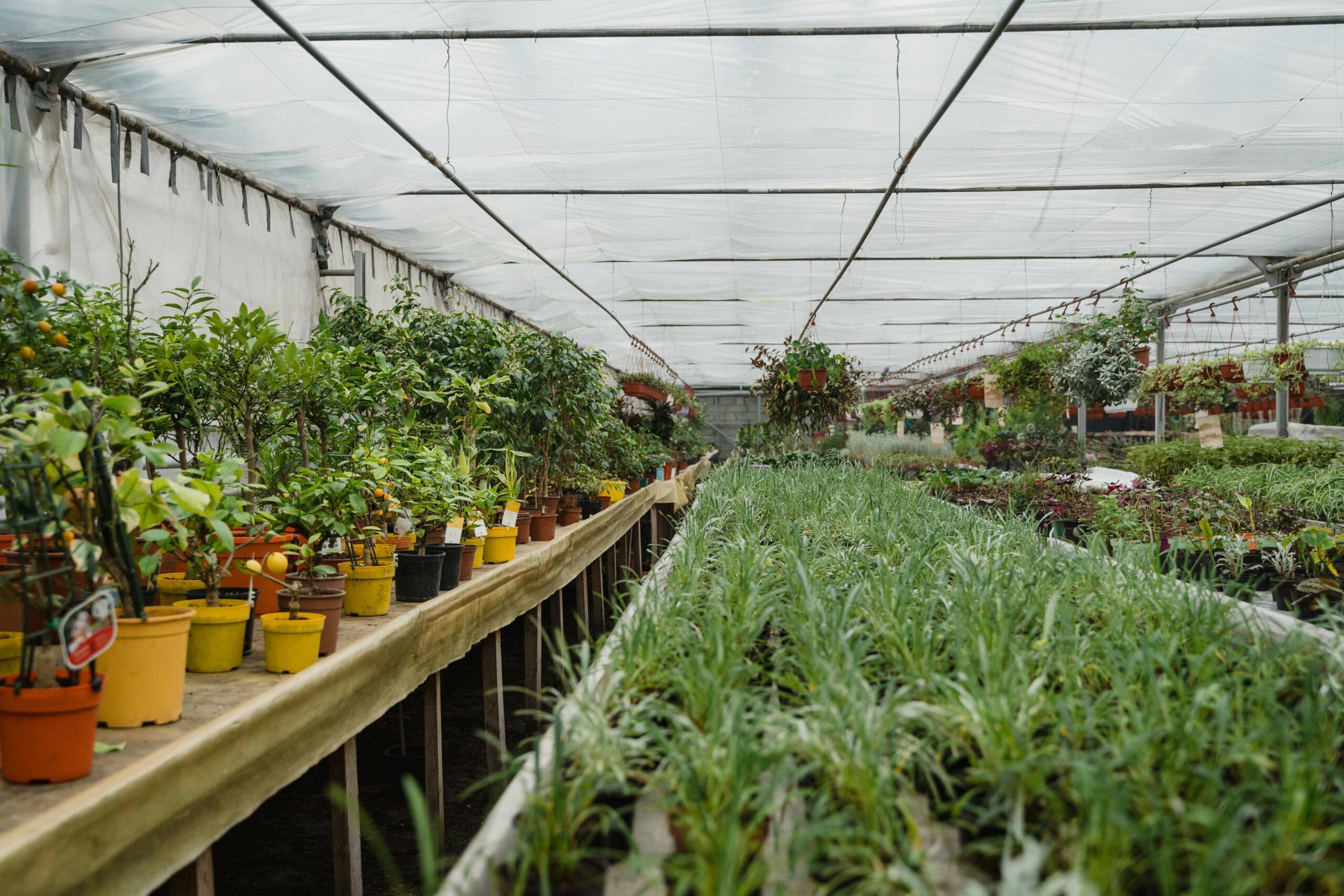 Plant Nursery