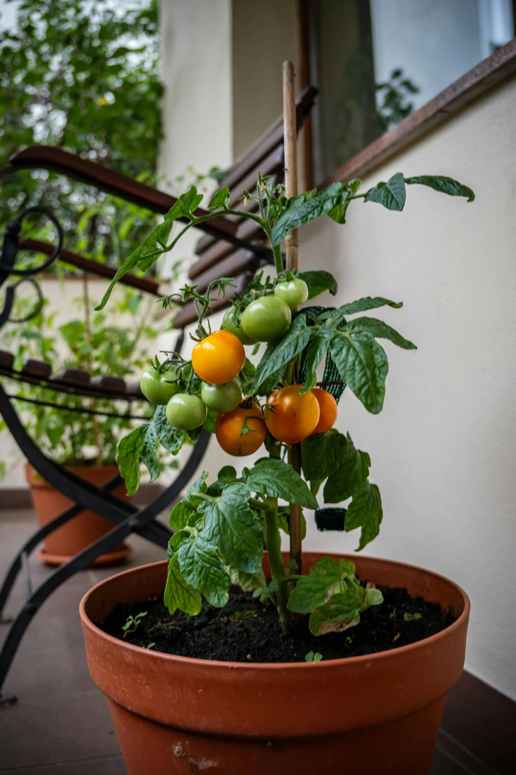 Urban Farming